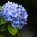 タムロン185D　紫陽花