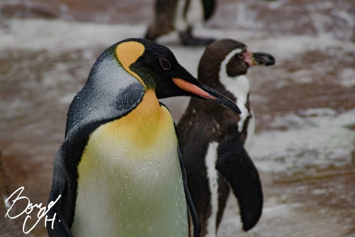 タムロン185D　ペンギン