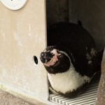タムロン185D　ペンギン