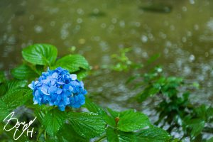 ドミプラン　紫陽花