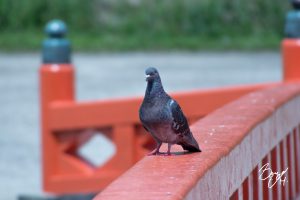 20180709m100-185D300mm鳩