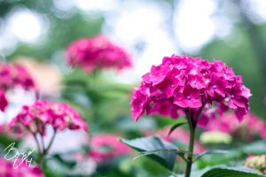 小牧市民四季の森紫陽花