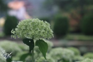 小牧市民四季の森紫陽花