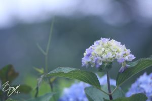 小牧市民四季の森紫陽花