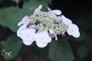 小牧市民四季の森紫陽花