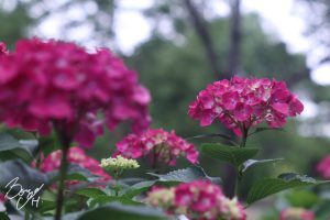 小牧市民四季の森紫陽花