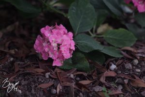 小牧市民四季の森紫陽花