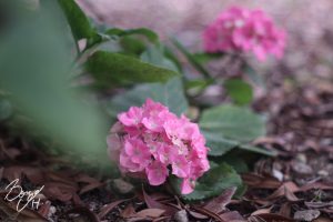 小牧市民四季の森紫陽花