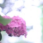 小牧市民四季の森紫陽花