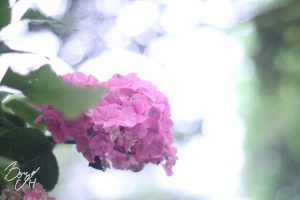 小牧市民四季の森紫陽花