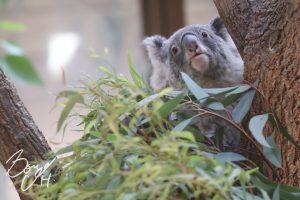 東山動物園の写真です。