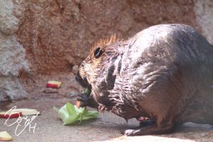 東山動物園の写真です。