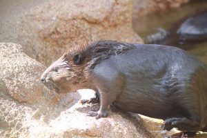 東山動物園の写真です。