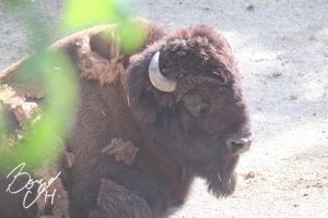 東山動物園の写真です。