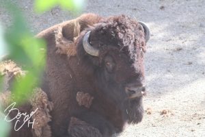 東山動物園の写真です。