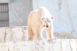 東山動物園の写真です。