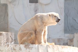 東山動物園の写真です。