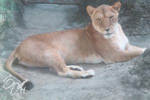 東山動物園の写真です。