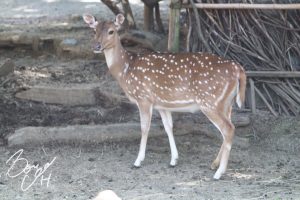 東山動物園の写真です。