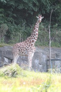 東山動物園の写真です。