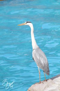 東山動物園の写真です。