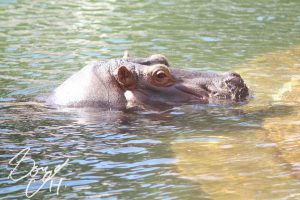 東山動物園の写真です。