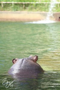 東山動物園の写真です。