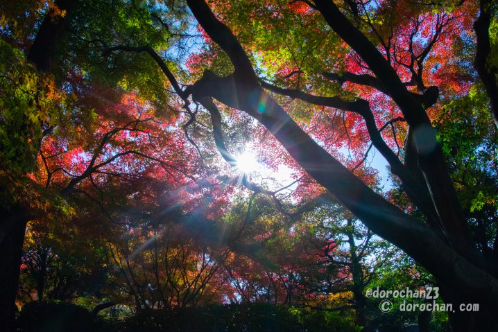 名古屋城敷地 二之丸庭園 紅葉 18年11月30日 ギャラリー ドロチャネル Dorochan Com